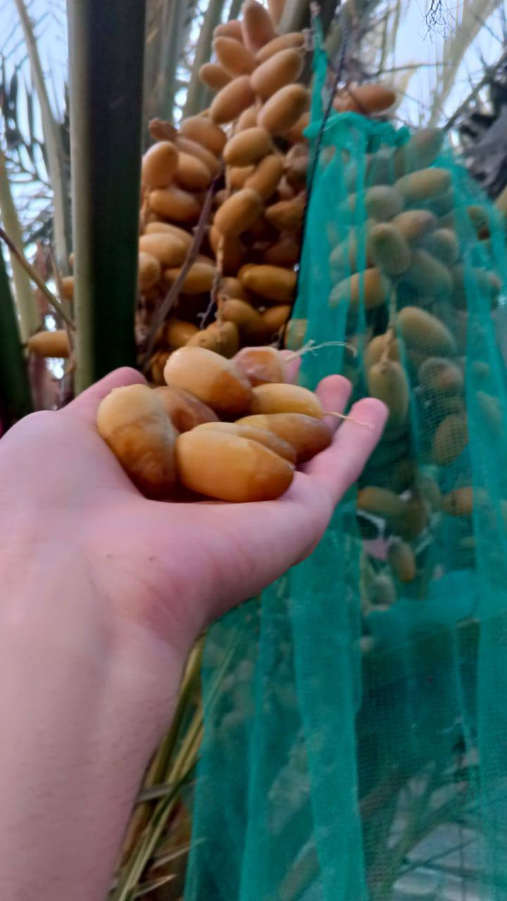 السلام عليكم يوجد فسائل عويدي مجذر صارسنه رقم الهاتف ‏‪+9647747540131‬‏
