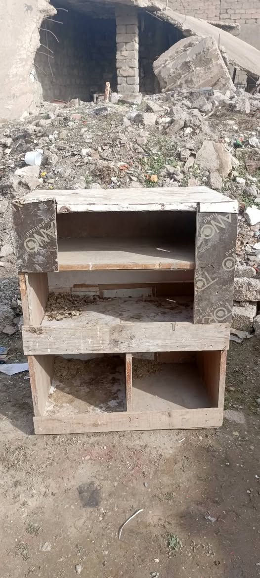 واجها مال قفص كامله معا مصابط دجاج سعرهن اتصل ودلل ***********
