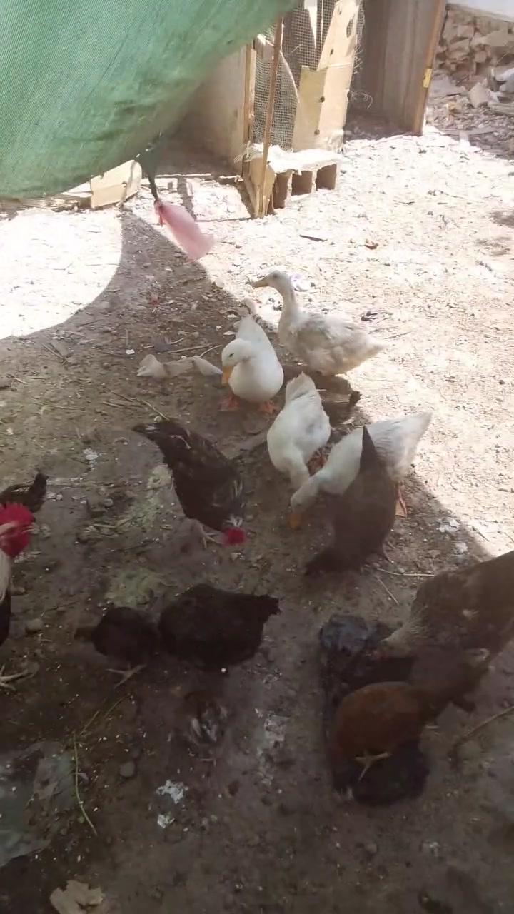 عندي ٨دجاجات و٢ديوجه و٤بشات ١٥فرخ وفروج وديج ودجاجه كويتيات كلهن بصحه جيده وبيعهن شلع  والدجاج كلهن بيضات رايدهن ٢٥٠الف


**إذا كنت صاحب هذا الإعلان وتريد حذفه لأي سبب، رجاءا أرسل رسالة إلى الدعم الفني**