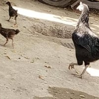 ديج • دجاجة • افراخ • دجاج • دواجن • طيور