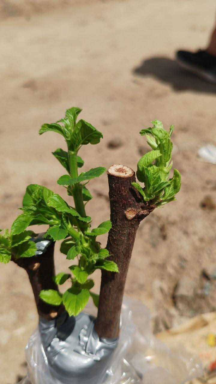 اتصل على الرقم *********** وجيك للبيت تطعيم نبك حشري الى انواع جيده وباسعار مناسبه مكاني كربلاء الحسينيه
