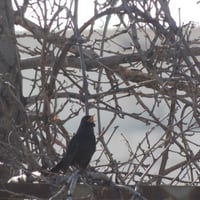 نيكون P510 • زووم 42x • كاميرا