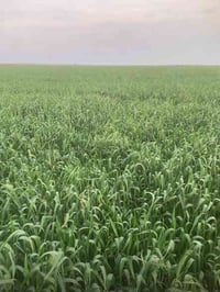 بذور النخبة • ١٠ طن ٢٠٢٥ • خان بني سعد ديالى