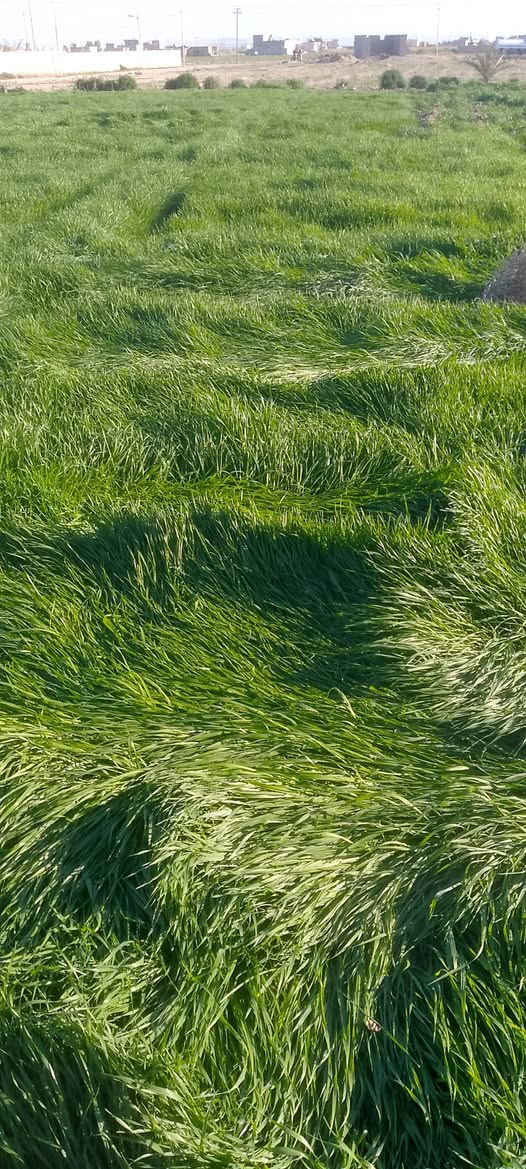 يوجد حشيش شعير للبيع ***********
