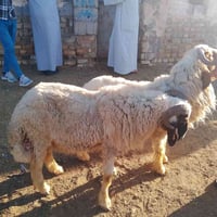 ٢ خرفان • ضحية • توصيل للكوت