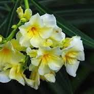 السلام عليكم متابعينا 🤍.
توفرت الدفله صفراء القطمر 🌼💛

ارتفاع اقل متر تقريباً ✨ 
السعر ١٢ الف 🩷

الوصف النباتي بالاسفل 🍁 

تتميز الدفلة الصفراء بأزهارها الناعمة ذات اللون الأصفر الكريمي الجذاب، وتعتبر من النباتات الزينة المميزة التي تضيف فخامة ولمسة استوائية لأي مكان.
☀️ مميزاتها:
• تتحمل حرارة الصيف والشمس القوية
• تزهر لفترات طويلة خلال الموسم
• مناسبة للحدائق والمداخل والأحواض
• سريعة النمو وسهلة العناية
💧 طريقة العناية:
✔️ تحتاج شمس مباشرة
✔️ سقي معتدل بدون إغراق
✔️ تربة جيدة التصريف
✔️ تقليم خفيف لتحفيز التزهير

متوفر توصيل لجميع محافظات العراق 🚗🚗 
للحجز والاستفسار مراسله الصفحه او مراسلتنا على واتساب 
***********
