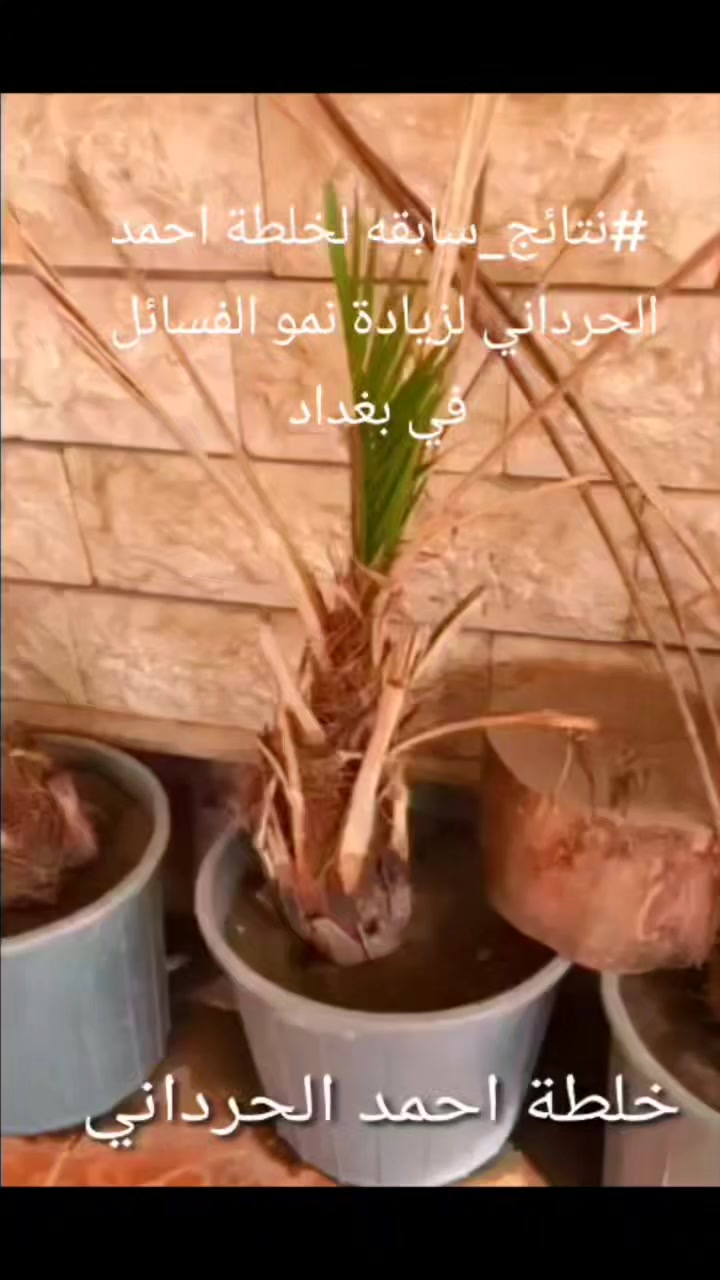 #نتائج_سابقه #لخلطة_احمد_الحرداني لزيادة نمو الفسائل 
في بغداد


**إذا كنت صاحب هذا الإعلان وتريد حذفه لأي سبب، رجاءا أرسل رسالة إلى الدعم الفني**