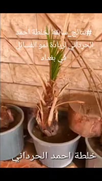 خلطة أحمد الحرداني • نمو الفسائل • بغداد