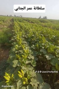 بذور بانيه • بذور • بانيه • بذور سلطانة • بذور هولندية • زراعة • مستلز...