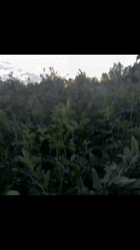 ارض دونمين ونص عقود زراعية مزروعة جت مبستنة مع بيرين صوندة ماي اسالة كهرباء كاملة الخدمات للتواصل ***********
