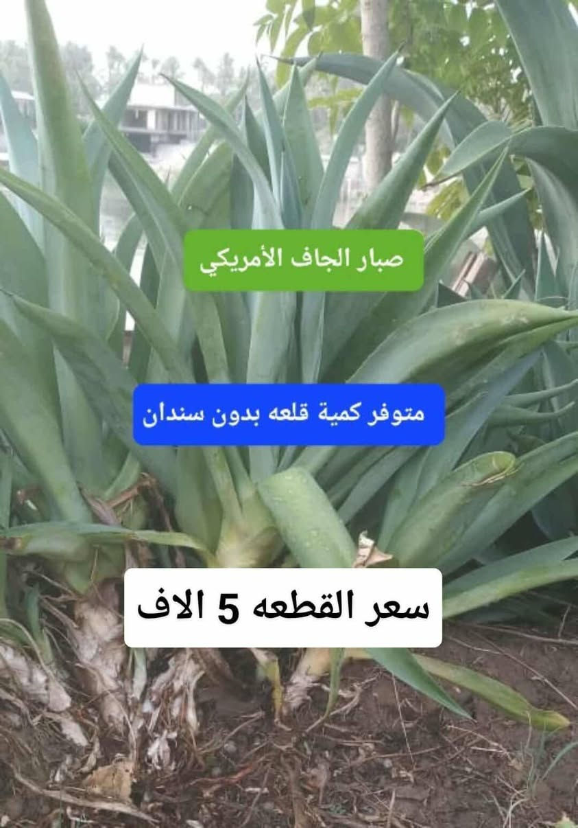للحجز والاستفسار على رقم
الواتس اب ***********
