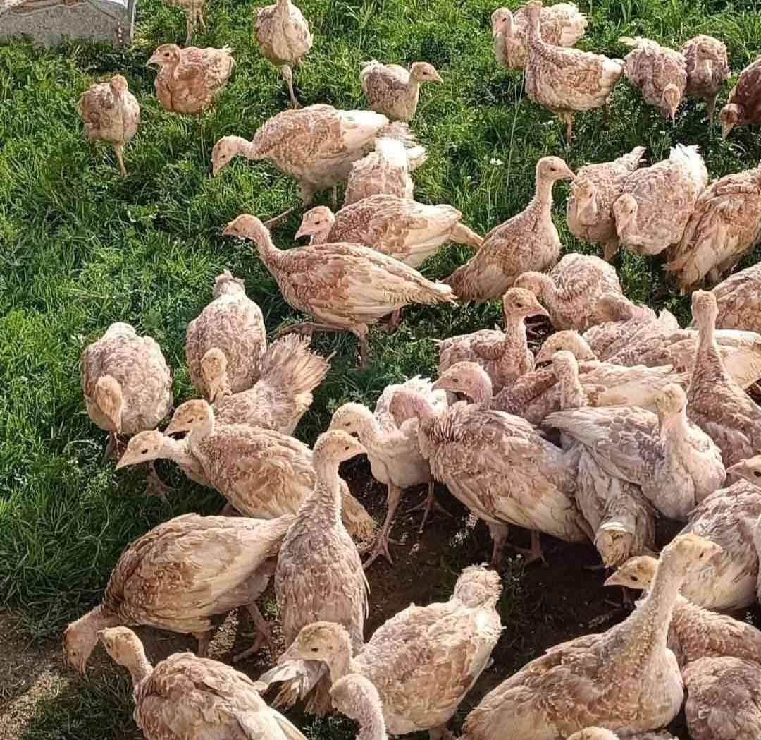 ماشاء الله جوجکه قه لی سوری هۆڵندی عه سلی
  جوتی 19 هه زار 
ته مه نیان 50  ڕۆژه
وه زنیان 700 بۆ 900 غرامه 
سه تا 90 نێره
شوێن عه ربه ت ***********
***********
