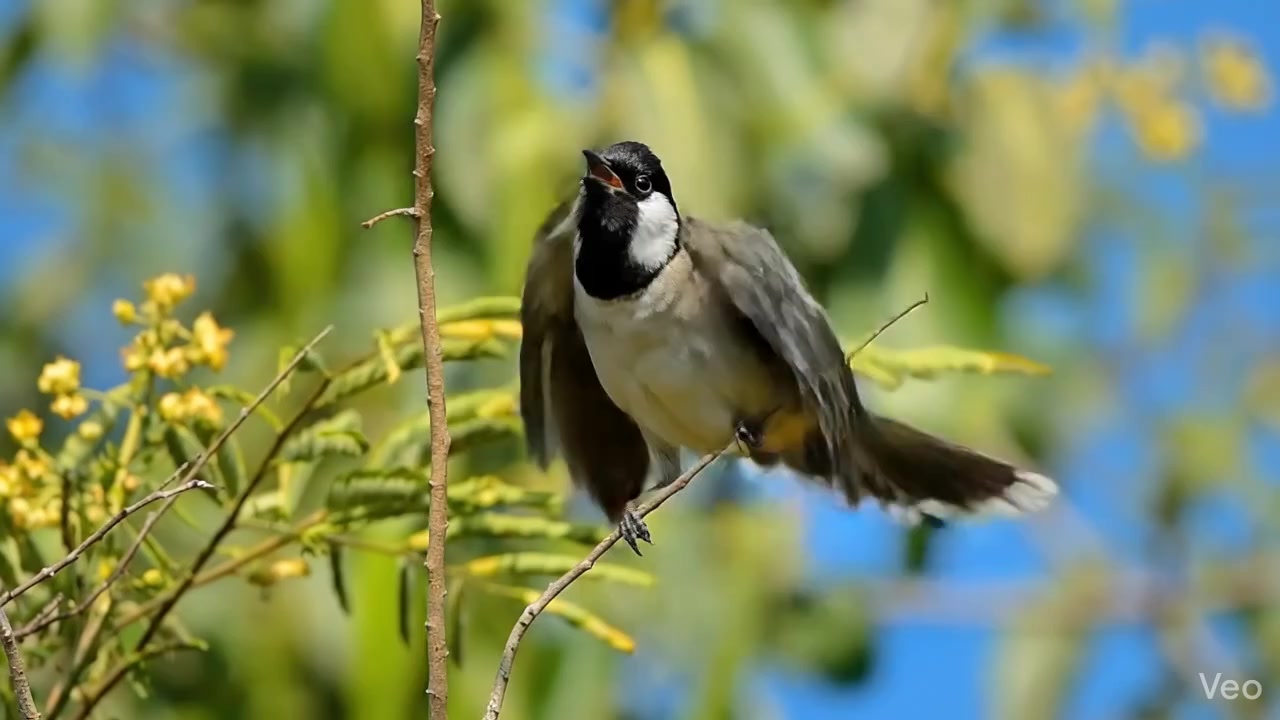 🚀 حسابك صامت؟ خليه يغرد بـ 5 آلاف بس! 🐦✨
​في "بلبل ميديا"، إحنا ما نزيد أرقام وبس، إحنا نملّي حسابك "بلابل" حقيقية ونخليها "تملبل" تفاعل!
​ليش تبقى ساكت؟ خذ العروض الأقوى في الناصرية:
✅ ترويج ناري: باقات فيسبوك، إنستغرام، وتيك توك تبدأ من 10 آلاف دينار فقط، واشحن حسابك بـ 1,000 بلبل حقيقي (متابع) بـ 5,000 دينار بس!
​💸 طرق الدفع سهلة وآمنة:
• تحويل زين كاش.
• ماستر كارد الرافدين.
• كاش (في مكتبنا بـ الناصرية - الإسكان الصناعي).​📞 دعوة لاتخاذ إجراء (Call to Action):
​تغريد حسابك يبدأ باتصال واحد:
***********​#بلبل_ميديا #بلبل_يملبل #ميرزا_ملاك #الناصرية #ذي_قار #زيادة_متابعين #تيك_توك_العراق #انستغرام_العراق #ترويج_ممول #تسويق_رقمي #زين_كاش #ماستر_كارد #العراق
