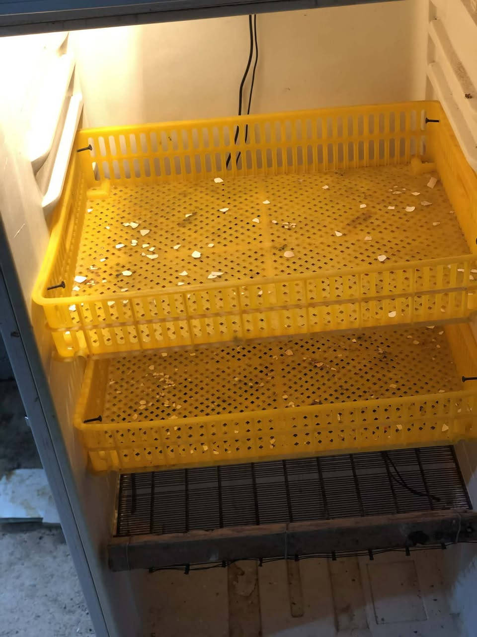 السلام عليكم فقاسة للبيع كفر ثلاجة   اجهزة كلها من ابو ادريس  تلزم ٢٥٠ بيظة وقابلة للزيادة السعر ٨٠ الف  مكاني ديالى مجمع حمرين
***********
