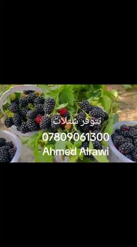 بلاك بيري • إيطالي • بدون أشواك