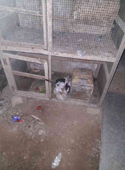 ارانب للبيع فحل ونثايه ثنين و١١ فرخ وياهن سعرهن ٣٠ وبيهن مجال مكاني تكريت القادسيه ***********
