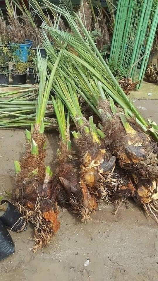 🌴🌟 تتوفر لدينا كافة أنواع الفسائل بأصناف مميزة ومضمونة 🌟🌴

الأنواع المتوفرة:
✅ برحي 🌱 خستاوي 🌱 بريم 🌱 عمران 🌱 تبرزل 🌱 مكتوم 🌱 جمالي 🌱 اشرصي 🌱 بربن 🌱 حمراوي 🌱 شكر 🌱 شوثي أصفر ✅
جبجاب  بلكه حمرت الجبل اصابع العروس عويدي ديري 
مجهول خضراوي عوينت ايوب جمال الدين 
🔶 جميع أنواع الفسائل مقدمة بأمانة الله ورسوله، خاصة من مزارعنا.
🔶 متوفرة بأحجام متعددة حسب الطلب، وتشمل الفسائل للأمهات والذكور.

🚚 توصيل لجميع محافظات العراق للطلبات 10 نخلات فما فوق.

☎️ لمعرفة الأسعار أو الاستفسار، يرجى مراسلتنا من الزر اسفل المنشور او على الارقام:

📲 واتساب
📲 ***********
📲 ***********
***********

💼 جاهزون لتجهيز دوائر الدولة، المشاتل، والمزارع الخاصة والعامة.
✨ فضلاً، ندعوكم لدعم صفحتنا عبر المتابعة والمشاركة، وتحية حب وتقدير لكم 🌹🌹
