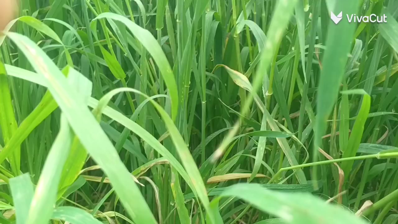 سلام عليكم  ستوته للبيع  وراق صولي موديل 2010


**إذا كنت صاحب هذا الإعلان وتريد حذفه لأي سبب، رجاءا أرسل رسالة إلى الدعم الفني**