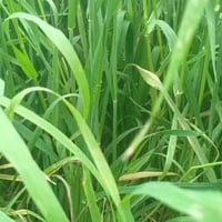 ستوته • وراق صولي • ٢٠١٠