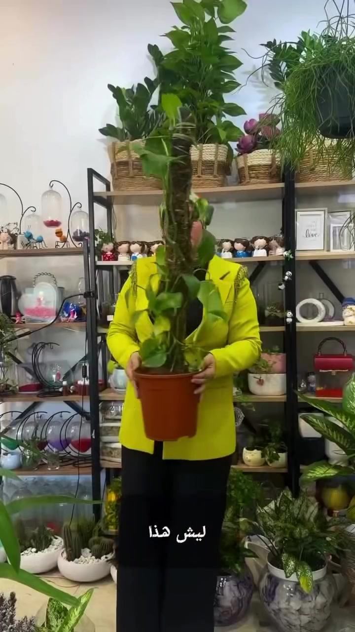 ليش يختلف سعر النبات إذا كان اسمه واحد؟ 🌿
من أكثر الأسئلة اللي تنسأل إلنا: "ليش نفس النبتة بمكان أرخص، وعندكم أغلى؟"
الجواب بسيط...
اسم النبات وحده ما يحدد قيمته.
الجودة هي اللي تصنع الفرق.
النبات يختلف بعمره، حجمه، كثافة أوراقه، صحة جذوره، وطريقة العناية اللي حصل عليها قبل ما يوصل إليك.
لهذا إحنا نحرص على اختيار نباتات هولندية عالية الجودة، وننتقي كل قطعة بعناية حتى تكون بصحة ممتازة، ومظهر جميل، وجودة تستمر مع الوقت.
نؤمن أن النبات مو مجرد ديكور... هو جزء من المكان، وتفصيل يصنع فرقًا في كل زاوية.
لهذا السبب، نختار لكم الأفضل دائمًا، لأن الجودة هي أولويتنا في كل قطعة نوفرها. 💚#موصل #مشاتل #نباتات_داخلية #نباتات #العراق


**إذا كنت صاحب هذا الإعلان وتريد حذفه لأي سبب، رجاءا أرسل رسالة إلى الدعم الفني**