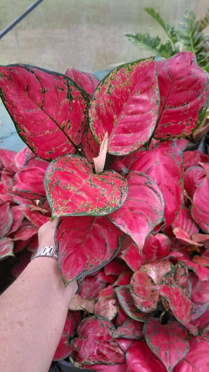 سعر القطعة 8000


**إذا كنت صاحب هذا الإعلان وتريد حذفه لأي سبب، رجاءا أرسل رسالة إلى الدعم الفني**