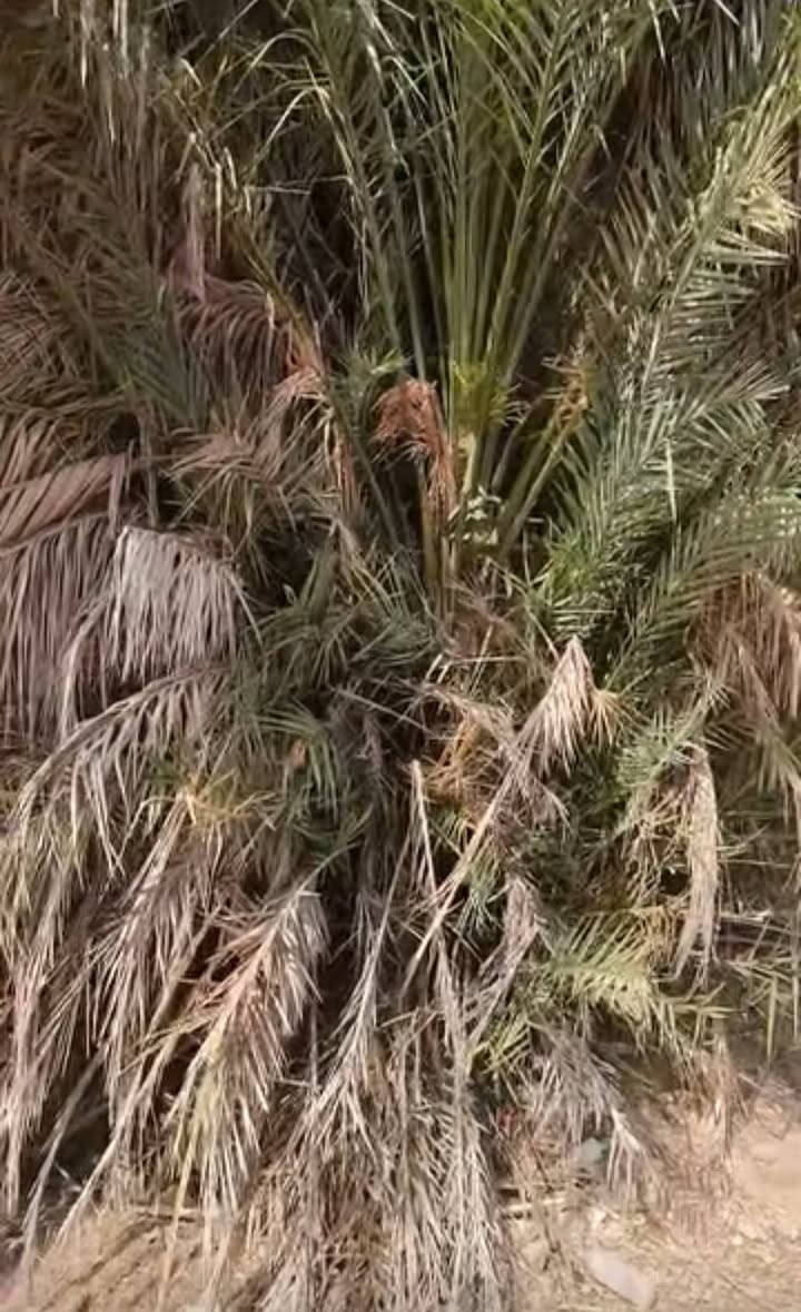 يتوفر جريد سعف اخضر ويابس كرب + خوص سعف اليعجبكم متوفر عند الحجي رضا ابو محمد 
عنوانه كاظميه خلف البوابه الكاظميه مباشرة اول فرع ع اليمنه
‏‪***********‬‏
