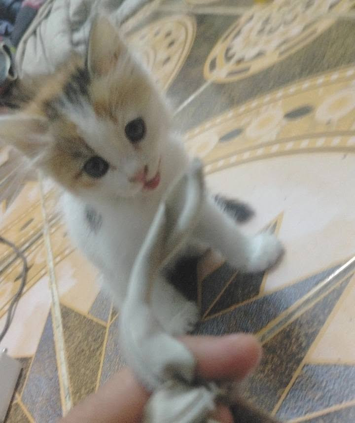 قطة للتبني
السلام عليكم بزونة زغيرة مع مخدتها للتبني تاكل لحم معلبات ابو الألف مكاني نهاية الشهداء قرب ملعب التراث شارع معاذ بن جبل


**إذا كنت صاحب هذا الإعلان وتريد حذفه لأي سبب، رجاءا أرسل رسالة إلى الدعم الفني**