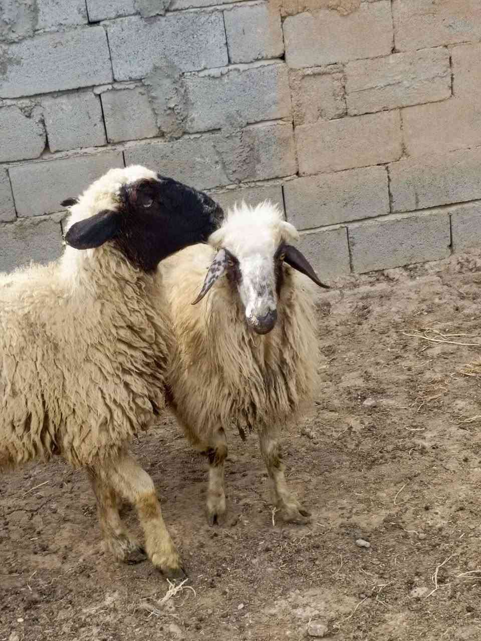 اللهم صل على محمد وال محمد متاح حلال للبيع العدد 5 وحده مطفل 4 اشهر اشاره على شهرين وثلاثه اشهر الحلال مال جني رقم واحد وين اللي يدور حلال نظيف سعر الزوج 525 قفل بدون عمله مكان الحلال بغداد مشاهده. ....
  ‏ ‏‪***********‬‏///‏‪***********
