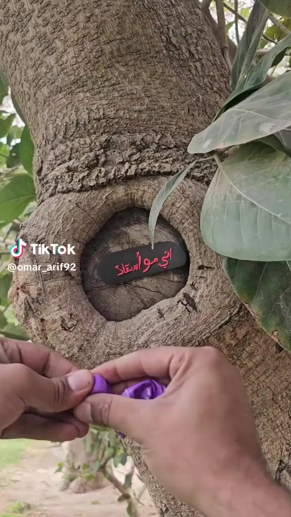 اتوفر طين اصطناعي ملون سوق شهداء سيف سعد مقابل ماكولات سيد مقداد


**إذا كنت صاحب هذا الإعلان وتريد حذفه لأي سبب، رجاءا أرسل رسالة إلى الدعم الفني**