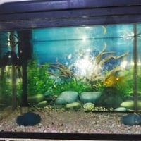 حوض سمك • للبيع