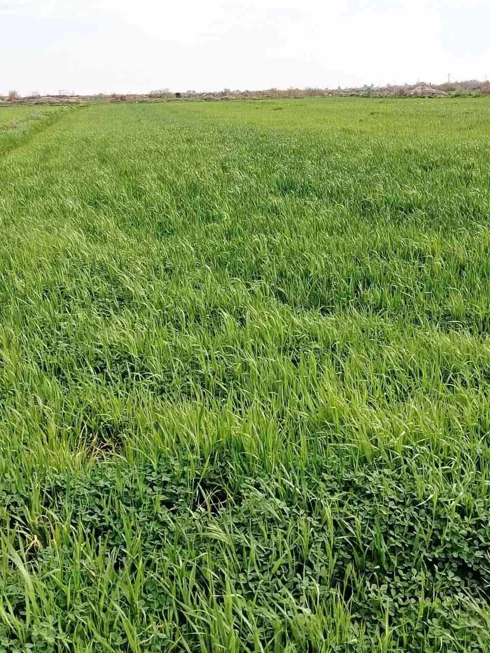 سلام عليكم شروه البيع ٧٠ دونما   وي سفسار تصل عله الرقم***********
