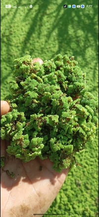 علف الاوزلا  🔎︙البحث عن "توفر علف الاوزلا وهو علف يخفف عليك الاعلاف تس...