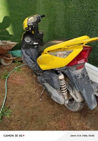 ثعلب • سلف • صوت كلج