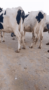 ياالله اللهم صلى على محمد وال محمد ابقار محاطيط عدد 3 نوع هولشتاين خشا...