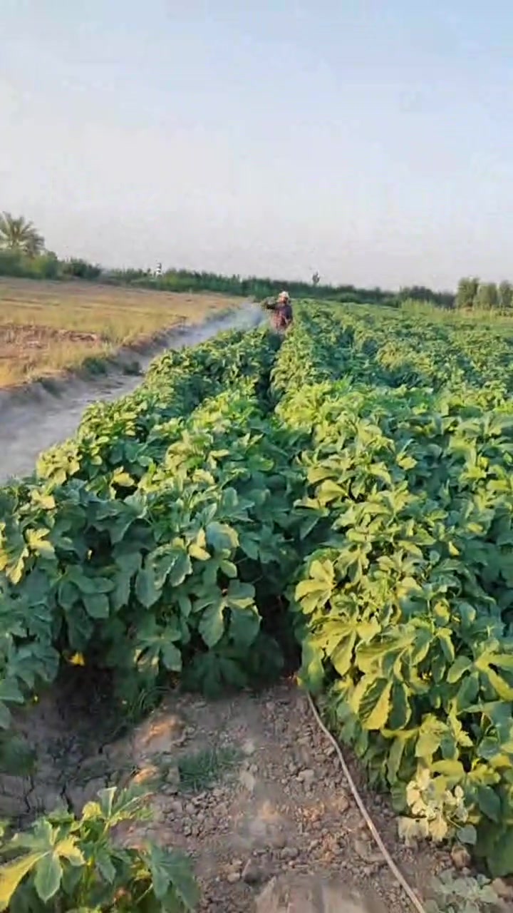 سلام عليكم ورحمه الله وبركاته يوجد جميع العلاجات والمبيدات الحشريه عناكب ذبابه شرط شغل والمنشطات المحاصيل الزراعية اظافه مبيدات سامه الحلفه والكصب مع خدمة توصيل الحجز مراسلة الحساب اوتصال ع رقم *********** واتساب
