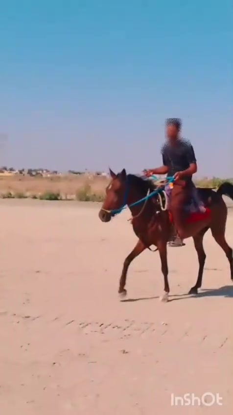 سلام عليكم فرس للبيع العمر سنتين و8اشهر سالمه ومابيه كل عيب محجله رجليه الأمام والخلف ابجيهت اليسار وجيهت اليمين الأمام والخلف مطلق المكان قضاء النصر *********** اتصال واتساب..) ***********)
