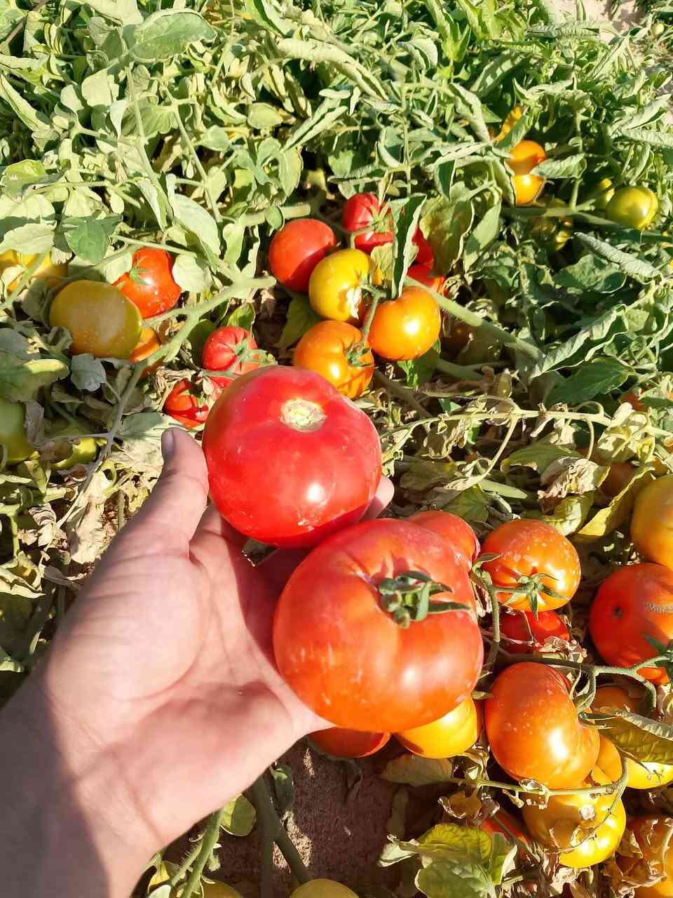 صنف طماطه غديرصنف مبكر يمتاز بلخشونه والتبكير مكتب حسين صفر


**إذا كنت صاحب هذا الإعلان وتريد حذفه لأي سبب، رجاءا أرسل رسالة إلى الدعم الفني**
