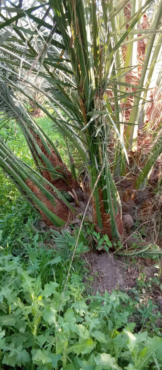 ياالله السلام عليكم ورحمه الله
تتوفر فسائل برحي نسيجي خشنه 
اليرقب بشراء عنوان واسط الصويره 
القلع بحضور المشتري ***********//***********
