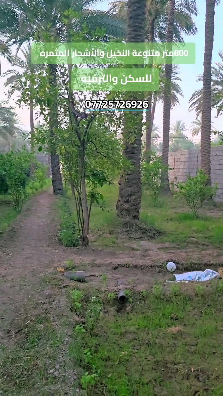 🔶 اعلان رقم 2512
موقع مثالي سكني او ترفيهي في مدينة كربلاء 📍 
المساحه 800متر متنوعة النخيل والأشجار #للبيع
مسيجه سياج بلوك من كل الجهات
كل الخدمات ماء وكهرباء ومدارس واسواق 
نوع العقار طابو زراعي سند ٢٥ 
العنوان في مدينة كربلاء طريق بغداد قرب مطبخ العتبه
السعر ١٧٠ مليون وقابل للتفاوض للجاد في الشراء! 
- موقع المكتب 📍 
طريق السيده زينب ع قرب عمود 131
- او الاتصال على الرقم التالي 📞 
ابو علي ***********
           ***********

