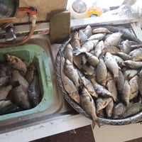 يوجد سمك صيد اليوم كفيات الاتصال على الرقم 07505307026