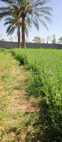 ضمانه • ١٤لوح • قرب جامع الؤزاعي