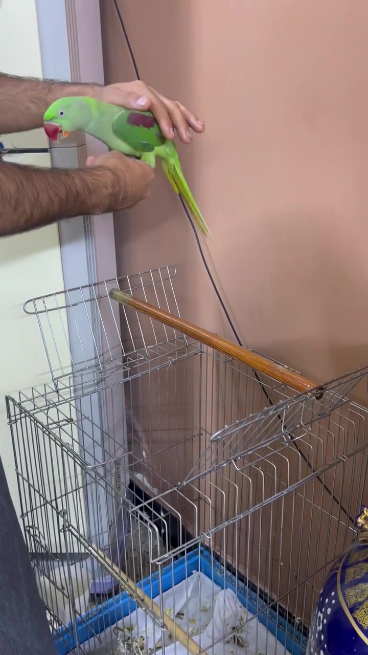دره نيبالي نقيه اليفه للبيع بيها كلام 5 كلمات تقريبا وتقلد انواع صافرات وبيها كلام هواي ما مفهوم اليفه تنزل تاكل وياك بس ما متعلمه تصعد عل ايد يعني اذا تصعدها عل ايدك لازم تلزم رجلها وطيره خشنه اسمهه (بتول) 
بتصوير شويه خايفه لان نزلتهه جوه مكان جديد عليهه 
سعرها 275 
مكاني بغداد - حي الجوادين
***********
