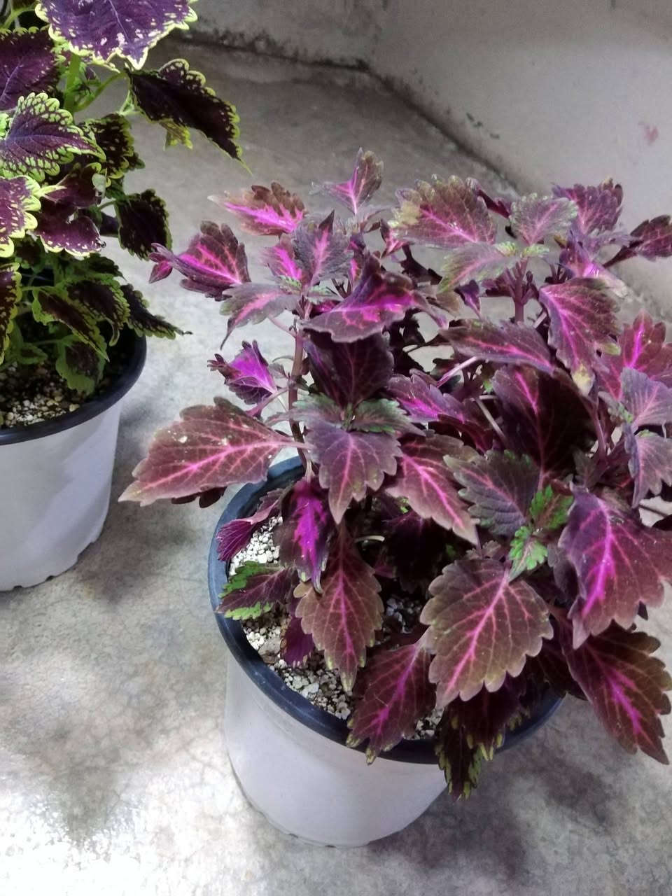 جمال لسجاد 🌺🌿
✨ ورود يومية بأجمل الألوان
🚚 توصيل مجاني داخل هبهب
📍 أقرب نقطة دالة: قرب مدخل المجمعات
📩 للطلب مراسلتنا خاص


**إذا كنت صاحب هذا الإعلان وتريد حذفه لأي سبب، رجاءا أرسل رسالة إلى الدعم الفني**