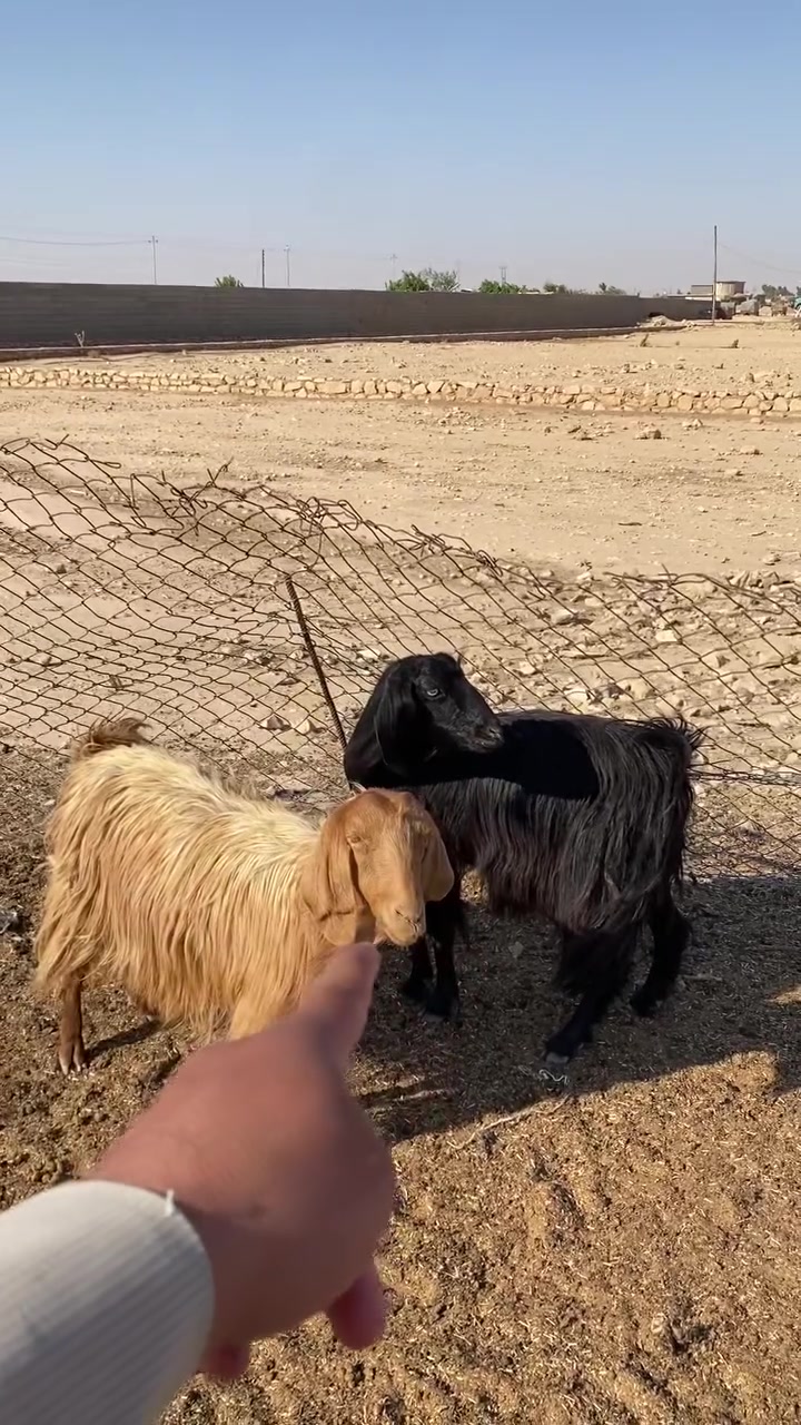 ‏بسم الله الرحمن الرحيم 🌺(ملاحظة. وحده كاسره سن كسر
‏
 أخوان زوج جذاع مال جنيه درجه أولى وحده عشره وحده حليب  بس مانطي شرط لعشار اي استفسار ***********
