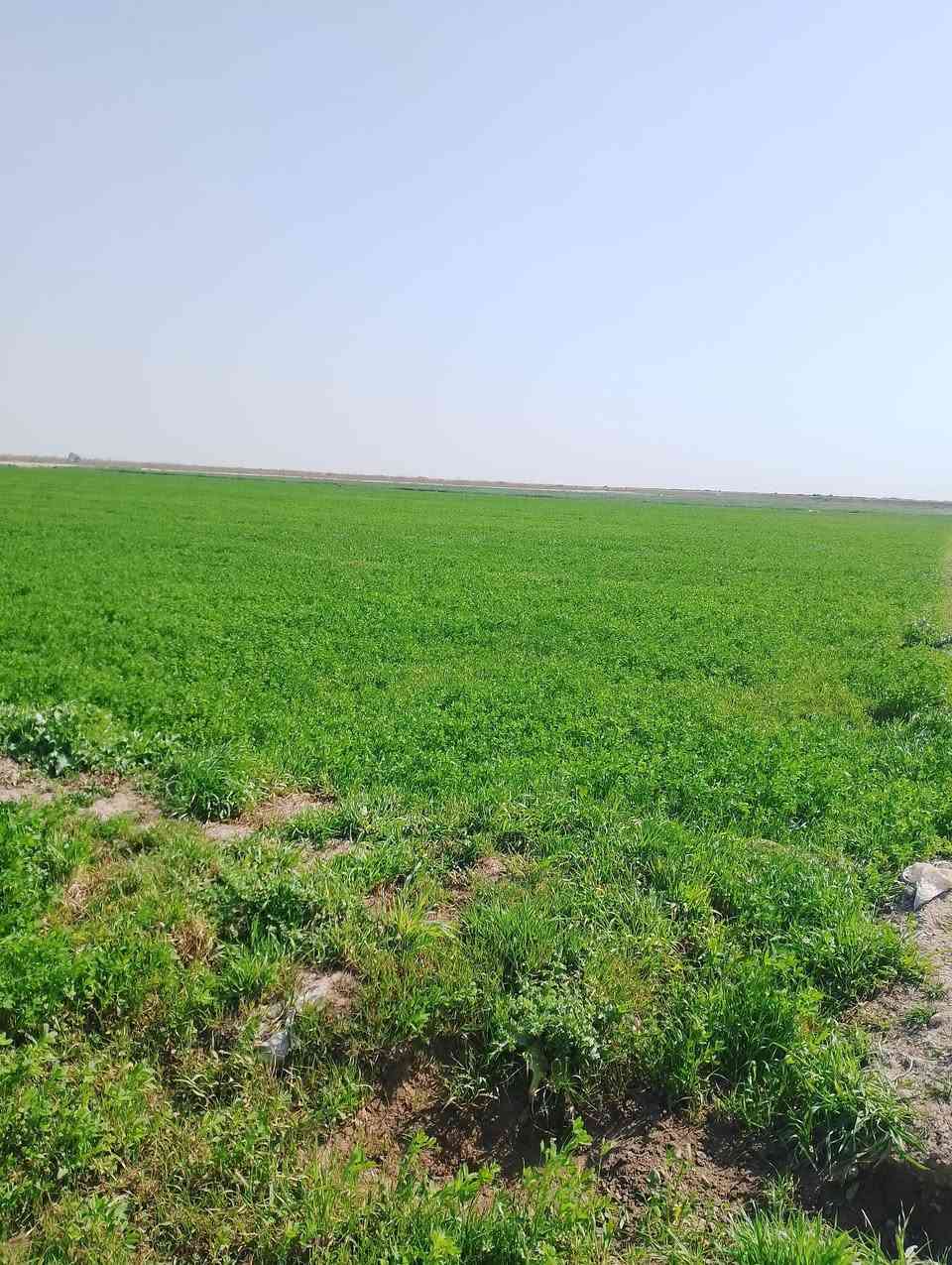 سلام عليكم برسيم للبيع مكان واسط الدبوني للستفسار اتصال على الرقم ***********
