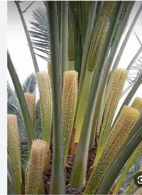 طلع غنامي • أبي الخصيب • باب سليمان