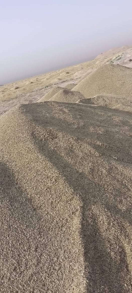 يوجد لدينا شعير اسود للبيع صافي  درجه اولى يرهم بذور  في الحويجه منطقه الابار  قرب منشأة الشهيد
السعر 750 والي يريد يتصل على هذا الرقم ***********
