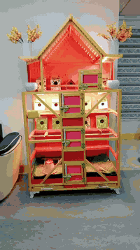 سلاوي خواتان ليبيت ئه م قه فه زه بو فروشتن لوكه 20 روز ته يري تي كراوه قوفلي 150 هه زار
