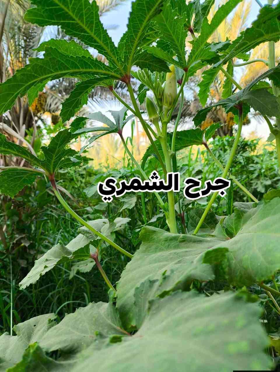 السلام عليكم/ للراغبين بالشراء بذور بانية نوع حسيناوية معرب
#يوجد توصيل على حساب المشتري حصرا بكربلاء المقدسة فقط
 نفس النوعية بالصور متوفر عندي كميه محدوده مكاني بطويريج 
الشراي يراسلني وبالخدمة ( كميه محدوده)
 سعر الكيلو ٢٥ قفل ( فترة الزراعة في نصف شهر الـ٣ )


**إذا كنت صاحب هذا الإعلان وتريد حذفه لأي سبب، رجاءا أرسل رسالة إلى الدعم الفني**