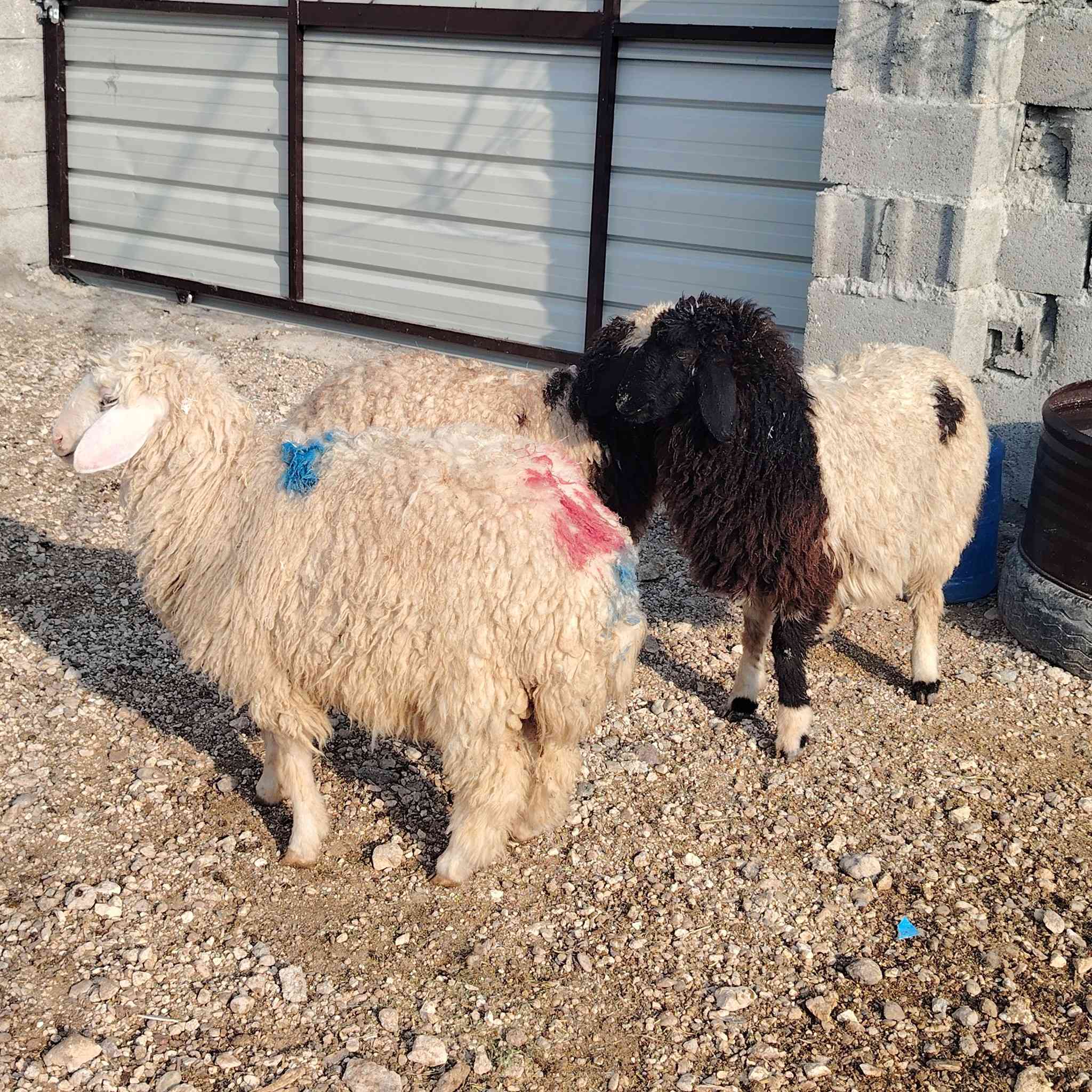 متاح فطايم عدد ٣ ترهم كلشي سعر زوج ٤٦٠ عنوانه الانبار قضاء عنه ناحية الريحانه يوجد توصيل مجاااااني حديثه والبغدادي فقط
***********
